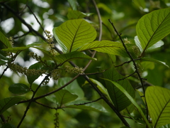 Embelia tsjeriam-cottam