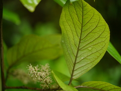 Embelia tsjeriam-cottam