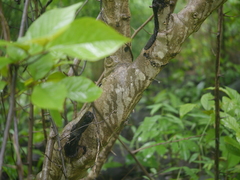 Embelia tsjeriam-cottam