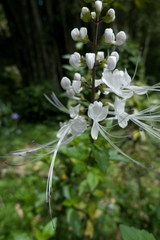 Orthosiphon aristatus