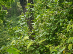 Embelia tsjeriam-cottam