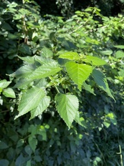 Acalypha glabrata