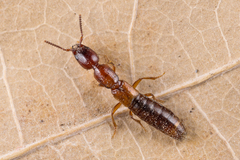 Xantholinus tricolor