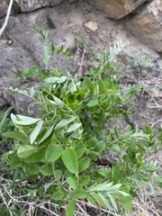 Vicia amurensis