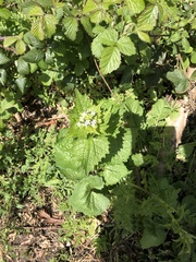 Alliaria petiolata