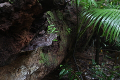 Ganoderma steyaertianum