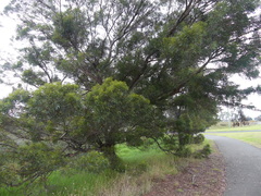 Eucalyptus cornuta