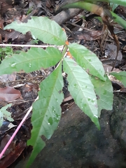 Paullinia pinnata