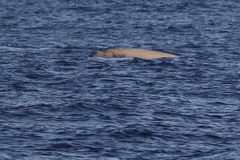 Ziphius cavirostris