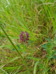Medicago sativa sativa