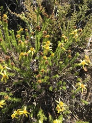 Euryops virgineus
