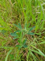 Medicago sativa sativa