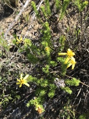 Euryops virgineus
