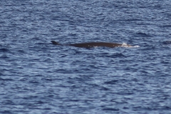 Ziphius cavirostris
