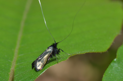 Adela reaumurella