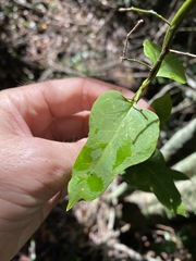 Parsonsia leichhardtii