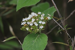 Viburnum cotinifolium