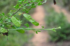 Cytisus arboreus