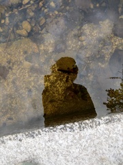 Lissotriton vulgaris