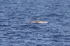 Ziphius cavirostris