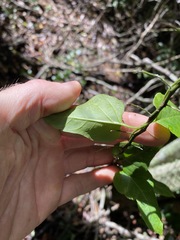 Parsonsia leichhardtii