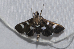 Bocchoris