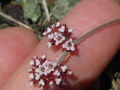 Chorizanthe staticoides