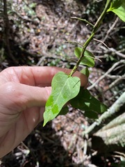 Parsonsia leichhardtii