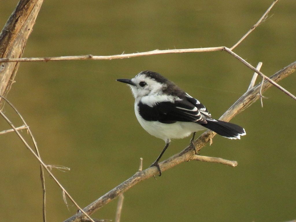 Pied Water-Tyrant photo