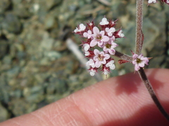 Chorizanthe staticoides