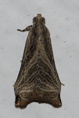 Dactylioglypha tonica
