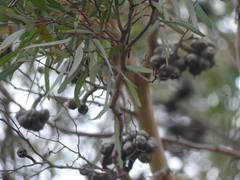 Eucalyptus cornuta