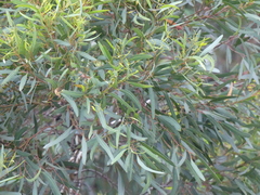Eucalyptus cornuta