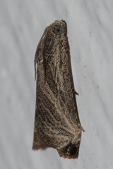 Dactylioglypha tonica