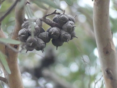 Eucalyptus cornuta