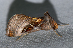 Dactyloplusia impulsa