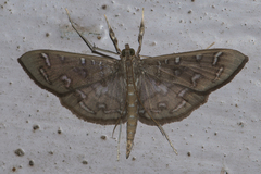 Nausinoe