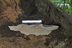 Ganoderma steyaertianum