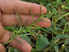 Paspalum repens