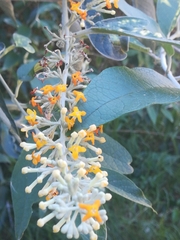 Buddleja madagascariensis