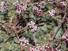 Chorizanthe staticoides