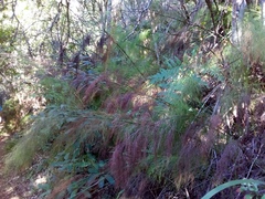 Restio quadratus