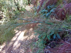 Restio quadratus