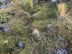 Azorella pallida