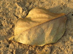 Platymiscium pinnatum