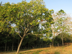 Platymiscium pinnatum