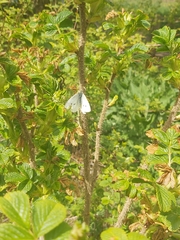 Pieris rapae