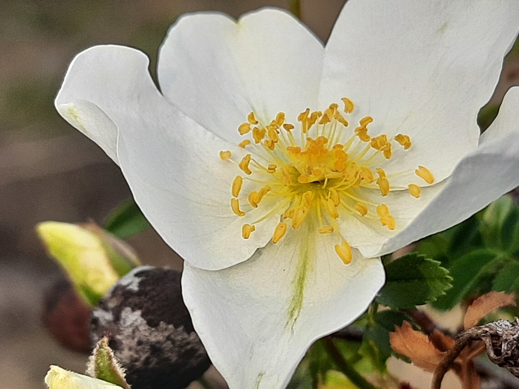 Rosa elasmacantha