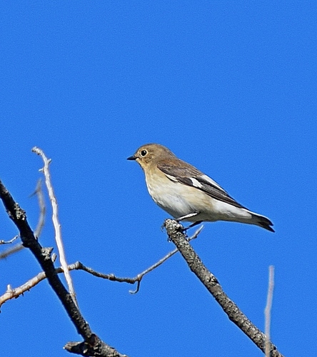 Ficedula albicollis