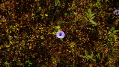 Ipomoea ternifolia
